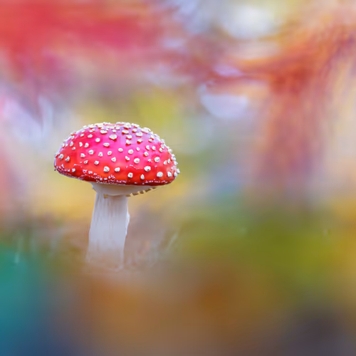 Jewels of nature - old V2