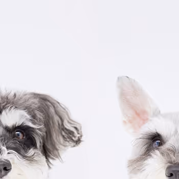 jiji & toto's NFT Collection