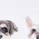 jiji & toto's NFT Collection