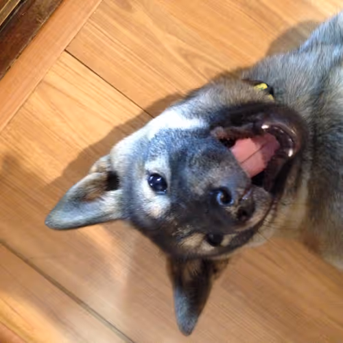 Jindo dog maru & ari