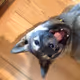 Jindo dog maru & ari
