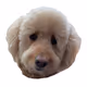 Joey Doodle Dogs