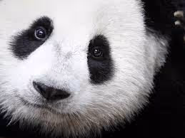 cute pandapan - old