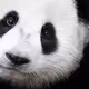 cute pandapan - old