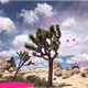JoshuaTree