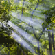 Joyful Light