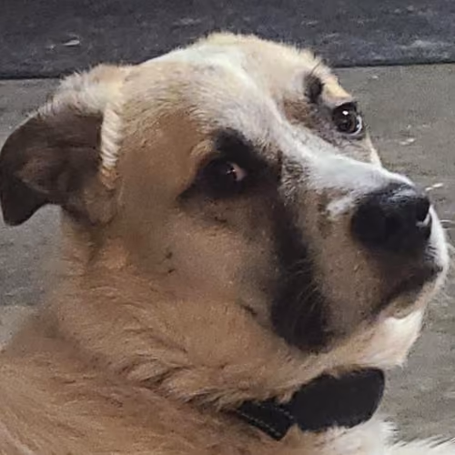 Judgement Doggo