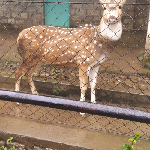 Jungle Deer