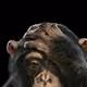 JungleTingz