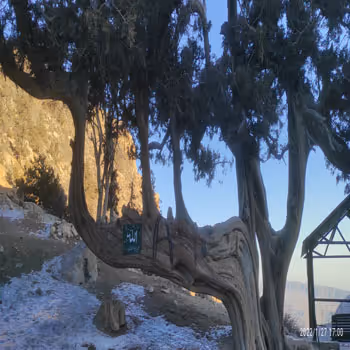 Ziarat Juniper Forest