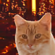 JUST CALM CAT - old
