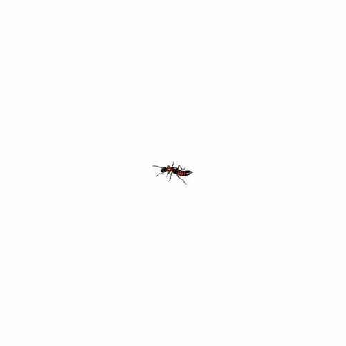 Just rove beetle