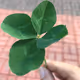 Crypto Four-Leaf Clover