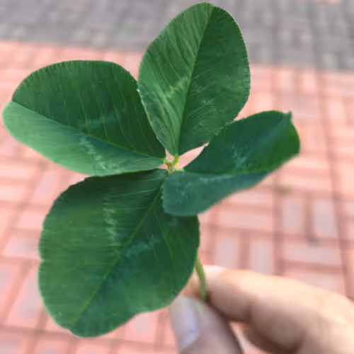Crypto Four-Leaf Clover