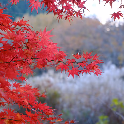 KACHO-FUGETSU -Japan four seasons-