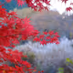 KACHO-FUGETSU -Japan four seasons-