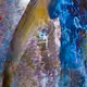 FishSkin Kagami - African Pompano - old