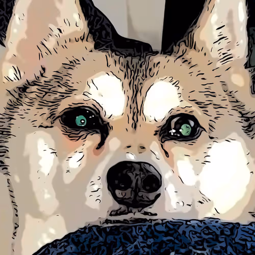 Kai the Alaskan Klee Kai