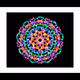 Blooming Space Flower - 12 Ways Exclusive Collection