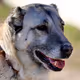 KANGAL NFT WORLD