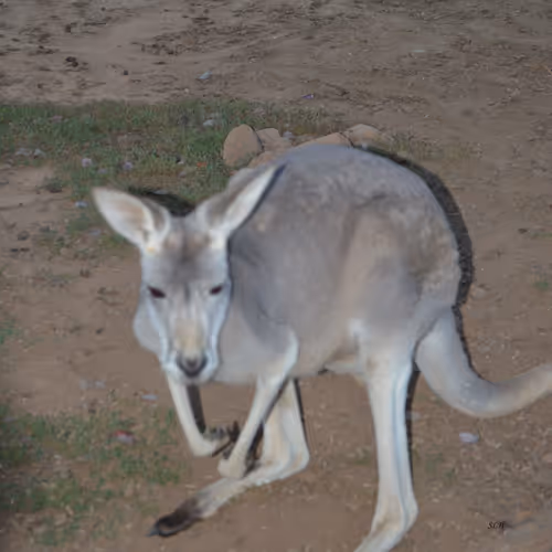 Kangaroo