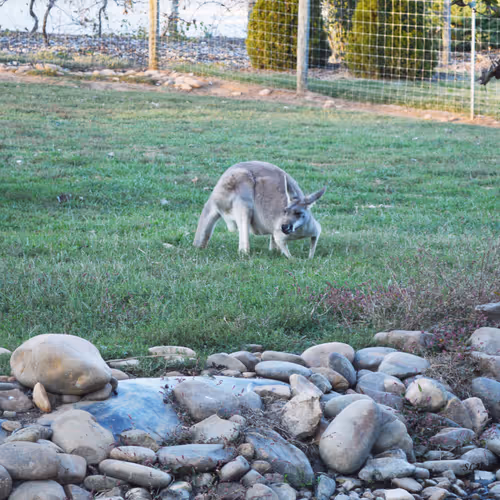 Kangaroo looking at us