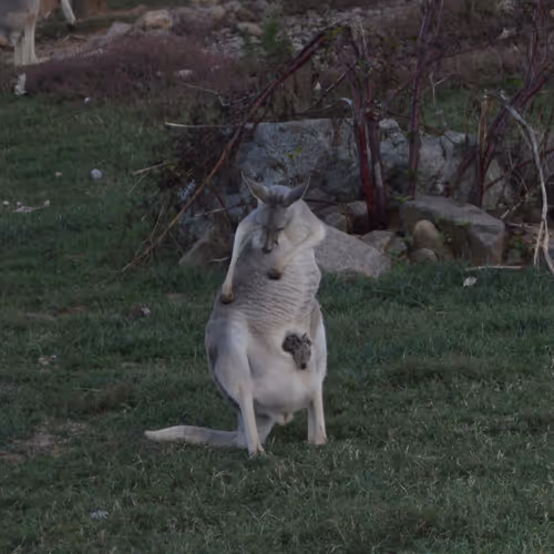 Kangaroo with Joey