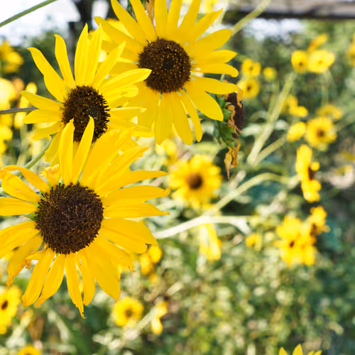 Kansas Scenes