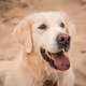 Karen Golden Retriever