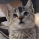 Kat lol