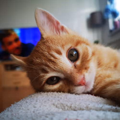 Marko the abandoned kitten - old