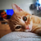 Marko the abandoned kitten - old