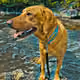 Keemba Doge Klub