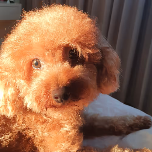 StunningRedPoodle - old