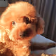 StunningRedPoodle - old