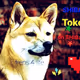 Shiba INU original  Collection