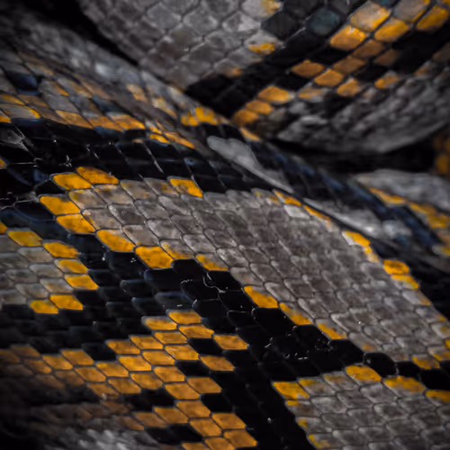 Inspired by Wildlife (IBW): Patterns