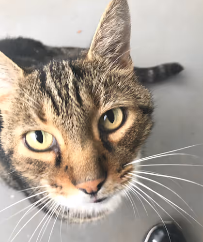 Kiki the Cat
