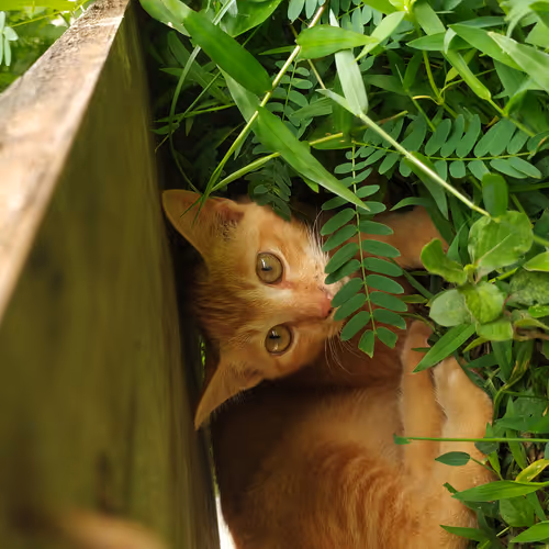 Orange Kitten Named Kiko