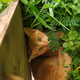 Orange Kitten Named Kiko