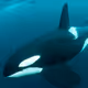 Killer Whales - Orcas