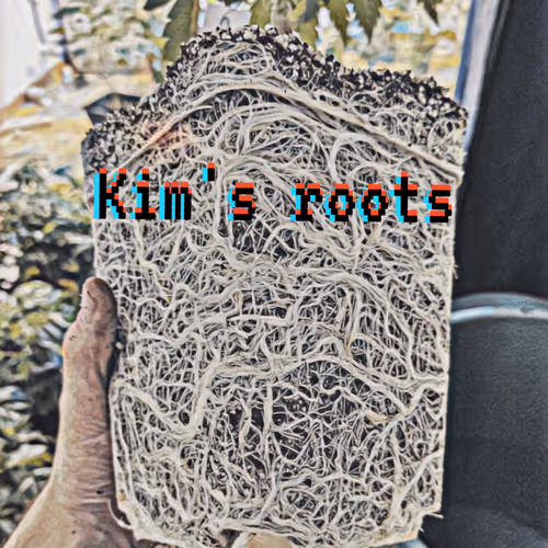 Kim's Roots