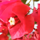 Kindness Flowers