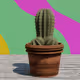 Kinky Cactus - old
