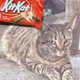 KITKAT - Bodega Cat