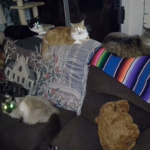 kittehs of teh daixy