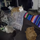 kittehs of teh daixy