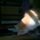 Kitten Rare