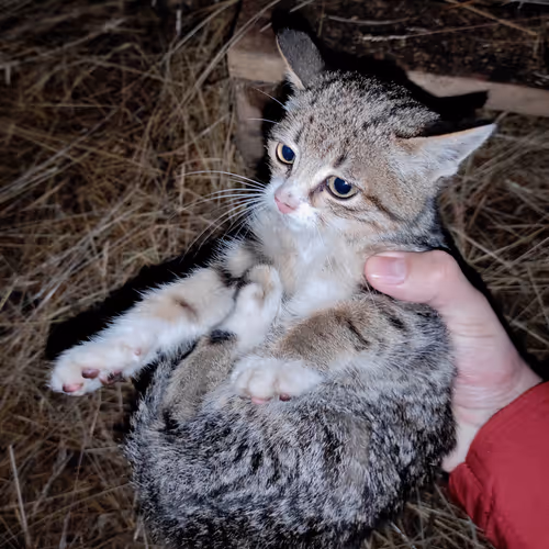 Kitten with a sad fate