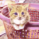 kittenish